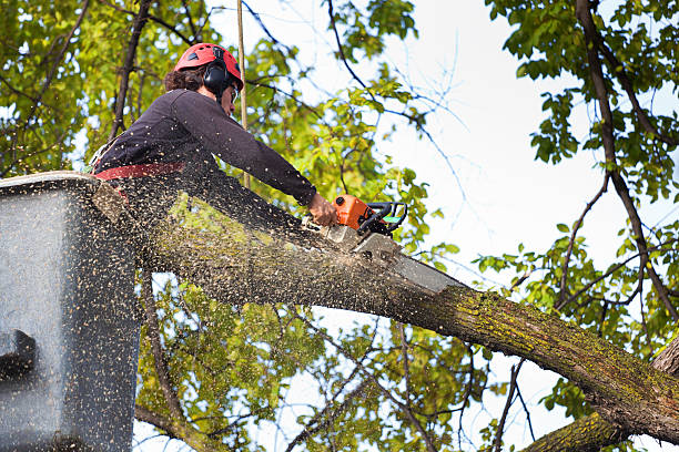 Best Affordable Tree Cutting  in USA